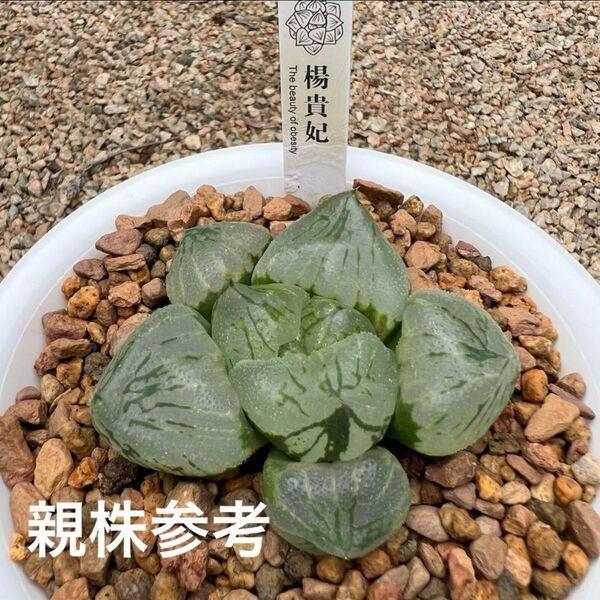 多肉植物 ハオルチア 楊貴妃