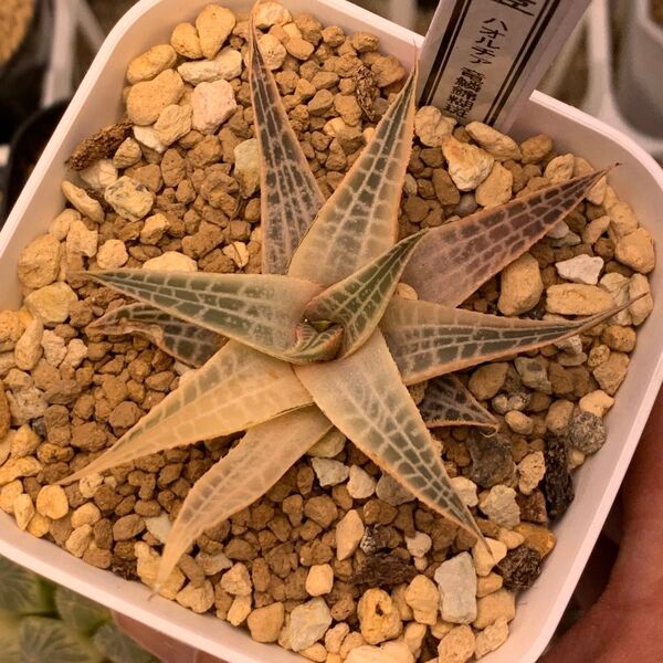 多肉植物 ハオルチア 竜鱗錦糊斑