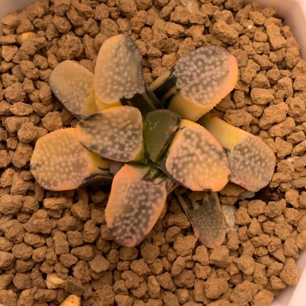 多肉植物 ハオルチア グロエネワルディ錦 極上株