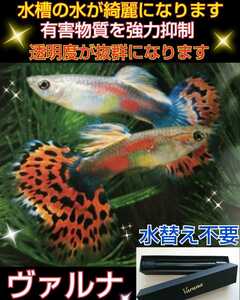 水替え不要になります！楽チン飼育【ヴァルナミニ8センチ】有害物質を強力抑制！病原菌や感染症を防ぎ透明度が抜群に！水槽に入れるだけ！