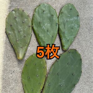 ウチワサボテン カット苗 5枚 即購入○