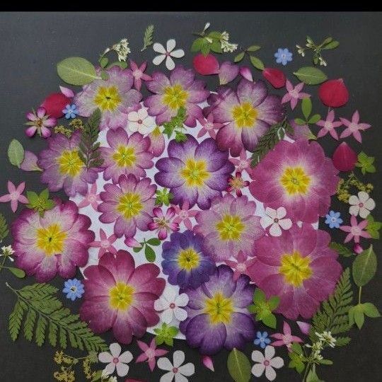 押し花素材 572
