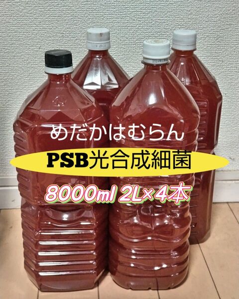 PSB光合成細菌(自家培養)8000ml(2L×4本)