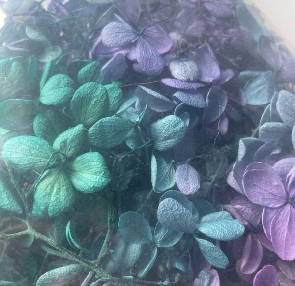 紫陽花 ドライフラワー 緑 紫 青 グラデーション ハンドメイド