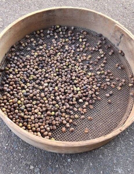 シュロ 種 観葉植物