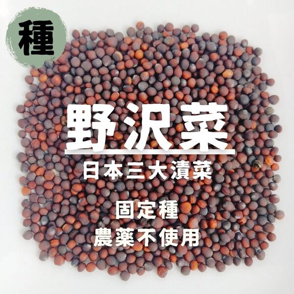 【種】野沢菜 農薬不使用 70粒