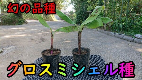 【バナナ苗】幻の品種!グロスミシェルの苗2本(中幹20cm前後)【家庭菜園】