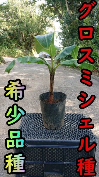 【バナナ苗】グロスミシェルの苗1本(中幹40cm前後)【家庭菜園】