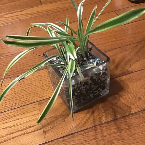 オリヅルラン 根付き苗 一株 自宅栽培品