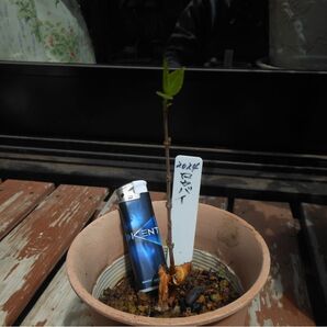 蝋梅 根付き苗(2年目) 1本