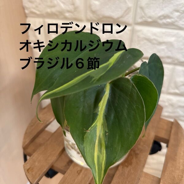 フィロデンドロン オキシカルジウム・ブラジル6節(水耕栽培)①