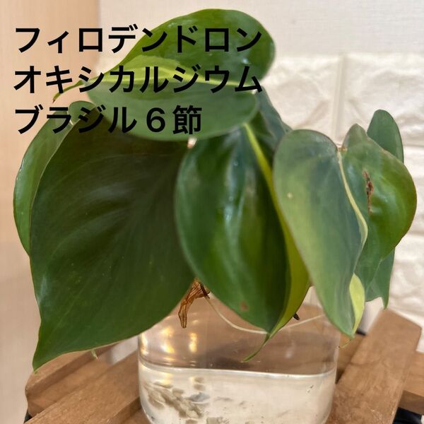 フィロデンドロン オキシカルジウム ブラジル6節(水耕栽培)②