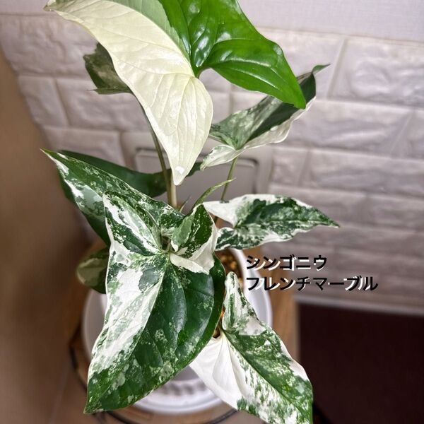シンゴニウ フレンチマーブル②鉢ごと【お値下げしました】