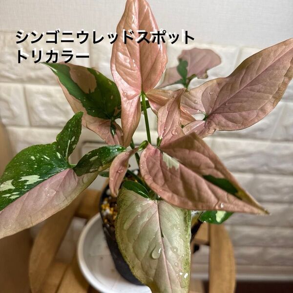 【希少】シンゴニウ レッドスポットトリカラー【お値下げしました】