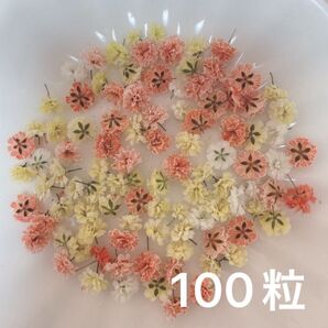オレンジ系 かすみ草ドライフラワー100粒