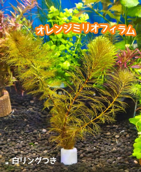 オレンジミリオフィラム3本