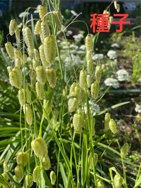 コバンソウ (小判草) の種 200粒