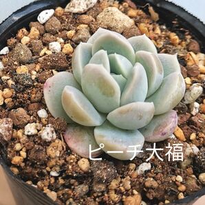 同梱350円 ◆391 ピーチ大福 多肉 同梱割 ネコポス発送