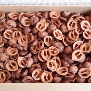 鬼ぐるみ 殻 500g d■小粒 鉢植え マルチング材 ハンドクラフト材料 クルミ 鬼胡桃 くるみ 天然素材 カラ