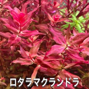 ロタラマクランドラ 5本