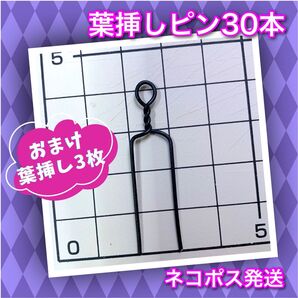 多肉植物 葉挿しピン 黒色30本+スワロフスキー付きピン3本セット