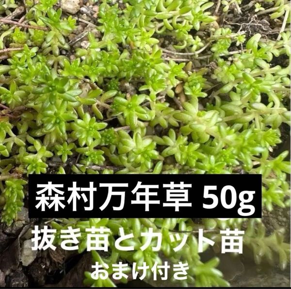 モリムラマンネングサ 森村万年草 50g カット苗 抜き苗 おまけ付き ゴールドビューティー