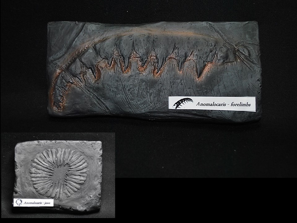 ヤフオク! -アノマロカリス 化石の中古品・新品・未使用品一覧