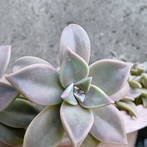 多肉植物 エケベリア 朧月 宅配便コンパクト箱いっぱい