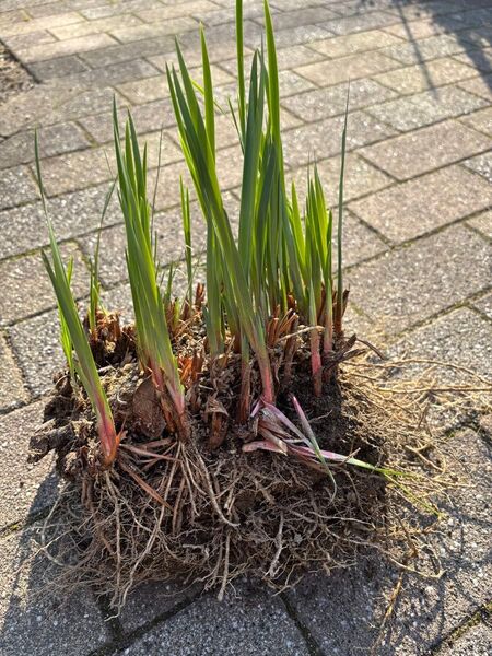 アイリス アヤメ 杜若 菖蒲 切花 1塊