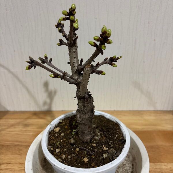 一才桜 旭山