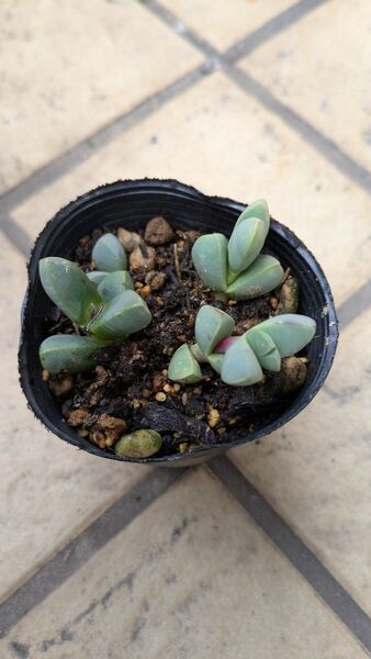多肉植物 レーマニー 抜き苗