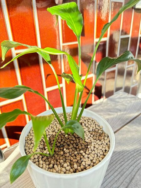 スパティフィラム 水耕栽培 観葉植物