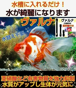 水質改善に！亜硝酸激減！【ヴァルナミニ23センチ】有害物質を強力抑制！透明度がアップし生体が活性化！水替え不要に☆病原菌や感染症予防