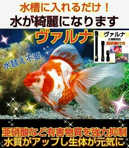 水質改善に！亜硝酸激減！【ヴァルナミニ8センチ】有害物質を強力抑制！透明度がアップし生体が活性化☆水替え不要に！病原菌や感染症予防