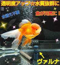 金魚の飼育が楽チンに！