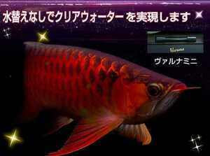 爆発的に売れてます【ヴァルナ15センチ】有害物質を強力抑制！透明度が抜群に！☆水替えも不要になります！水槽に入れるだけ！説明書付