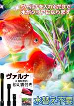 金魚の水槽が透明度抜群に！