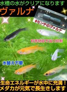 水質淨化 水質調整 鱼 水草 宠物用品 运动 休闲代购myday买对网 水質淨化 水質調整 鱼 水草 宠物用品 运动 休闲代购myday买对网