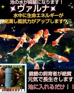 池の透明度が抜群になります！錦鯉の品評会から絶賛【ヴァルナ池用】水質がアップし病原菌や感染症を強力抑制☆生体が活性化する！水替不要