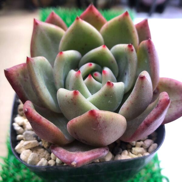 多肉植物 ピンクシャンペーン 抜き苗