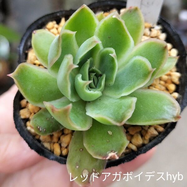 韓国苗☆レッドアガボイデスhyb☆根付きエケベリア多肉植物