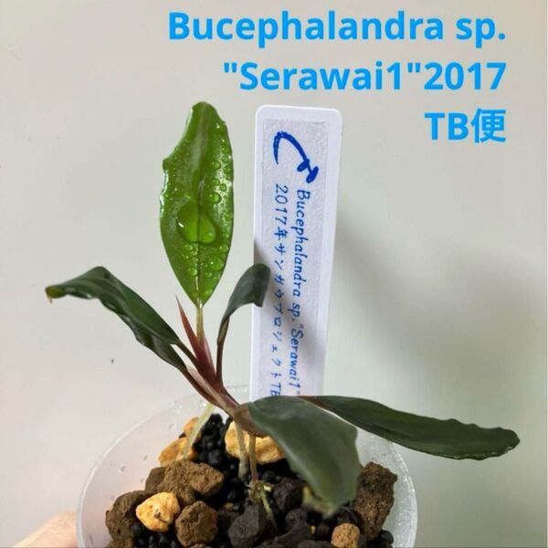 Bucephalandra sp. "Serawai1"2017 TB便