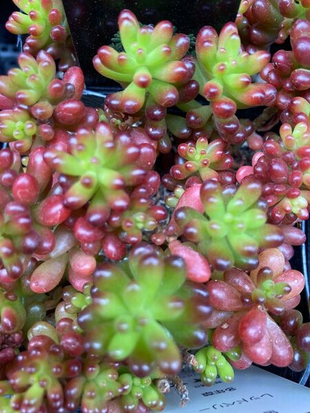 お値下げ!多肉植物 レッドベリー 20カット