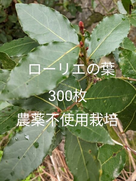 1.岡山県産 ローリエの葉 300枚 農薬不使用栽培