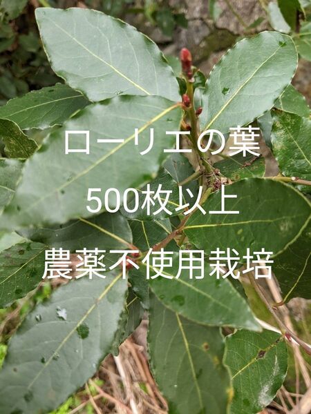 1.岡山県産 ローリエの葉 500枚 農薬不使用栽培