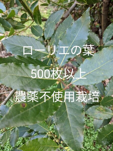 1.岡山県産 ローリエの葉 500枚以上 農薬不使用栽培