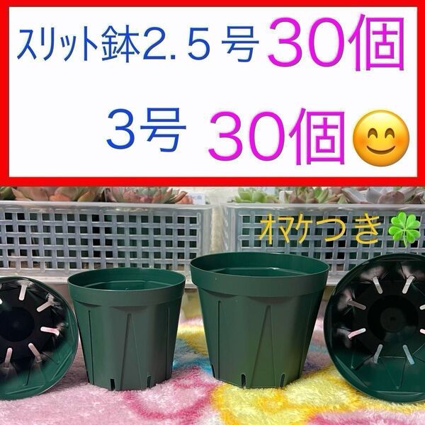 A⑨ スリット鉢お得セット★【2.5号30個】【3号30個】