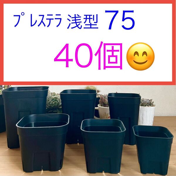 D① 【プレステラ75浅型・2号鉢】黒40個★