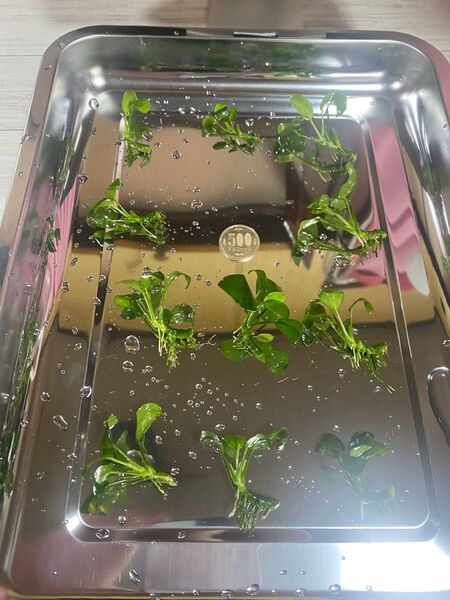 アヌビスナナ 7株増量中