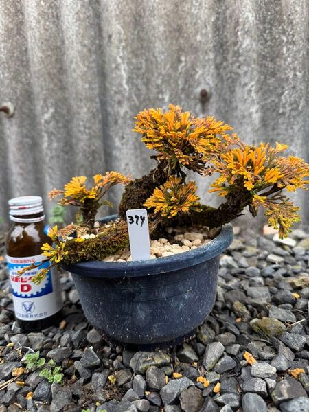 【送料無料】15年物 岩松 イワヒバ 岩ヒバ 盆栽 山野草 高山植物 374②